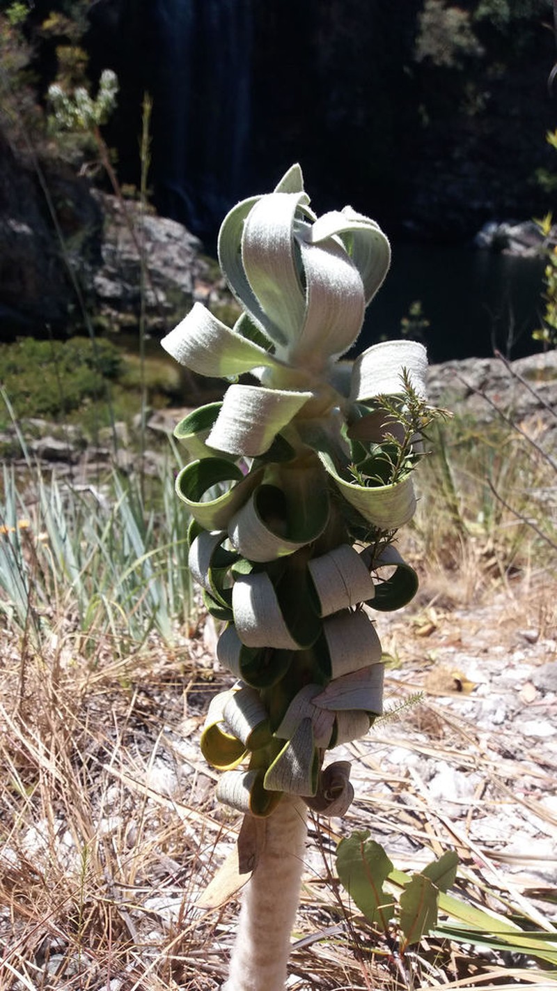 Lychnocephalus sellovii photo 2