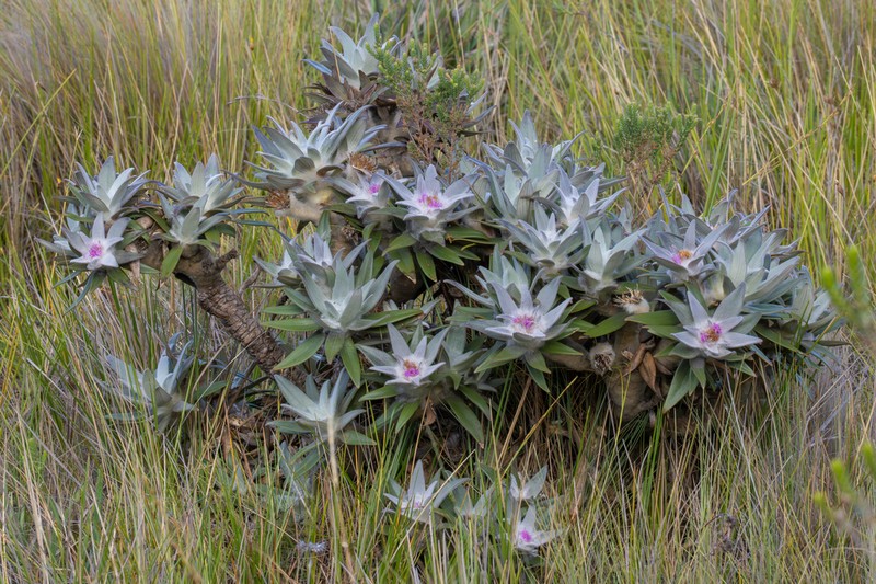 Lychnocephalus sellovii photo 3