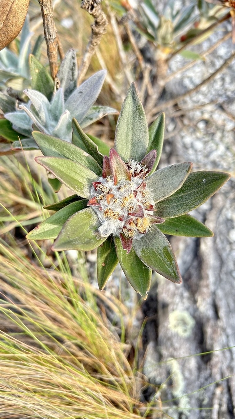 Lychnocephalus sellovii photo 4