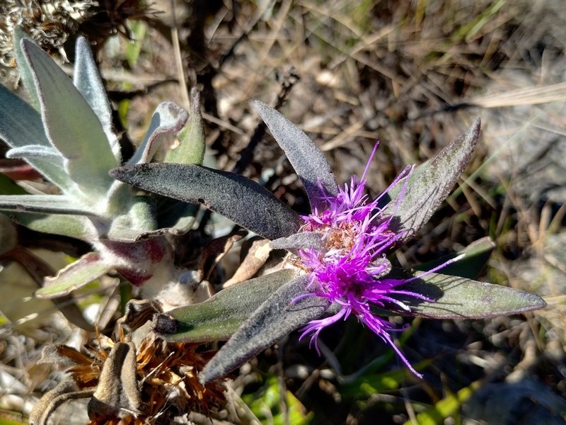 Lychnocephalus sellovii photo 5