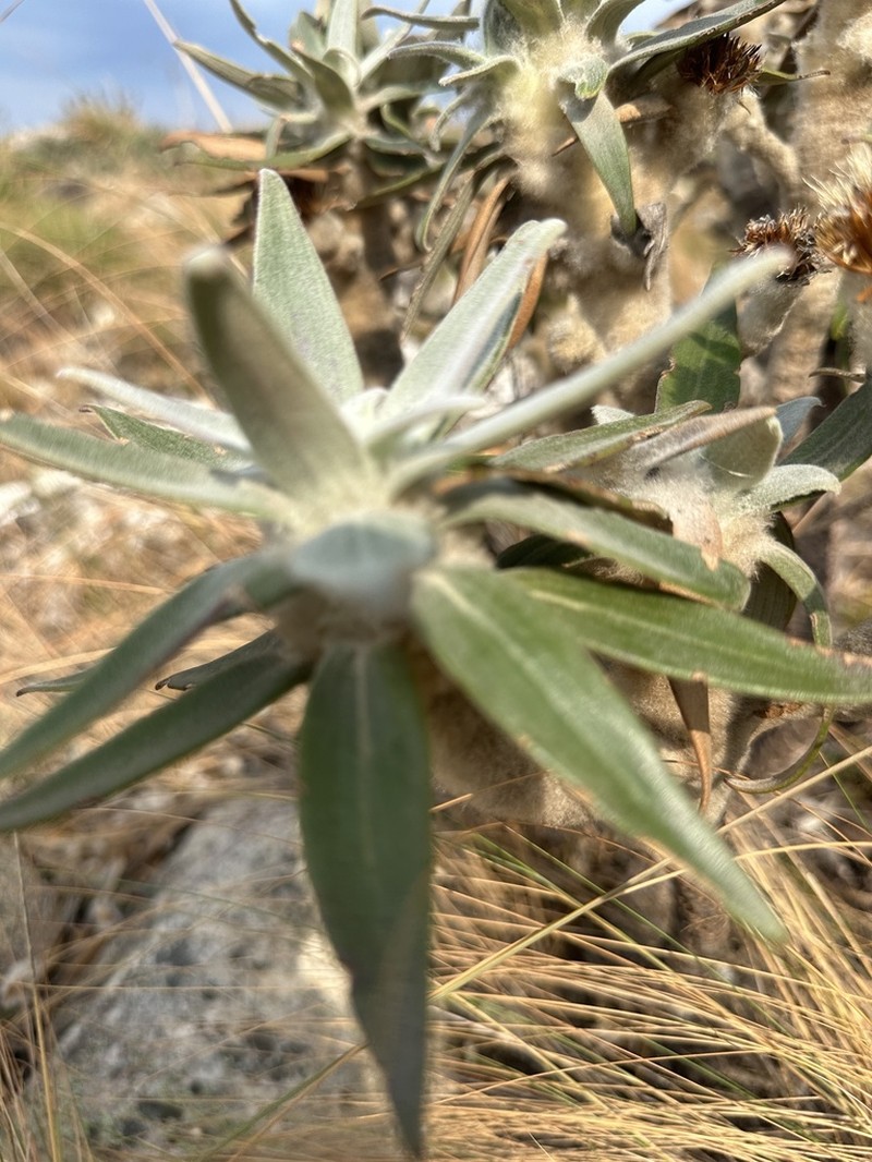 Lychnocephalus sellovii photo 6
