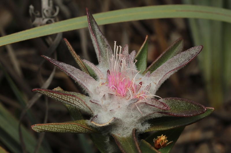 Lychnocephalus sellovii photo 7