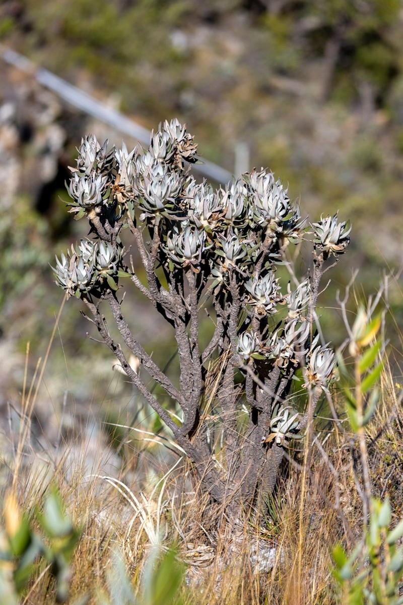 Lychnocephalus sellovii photo 8