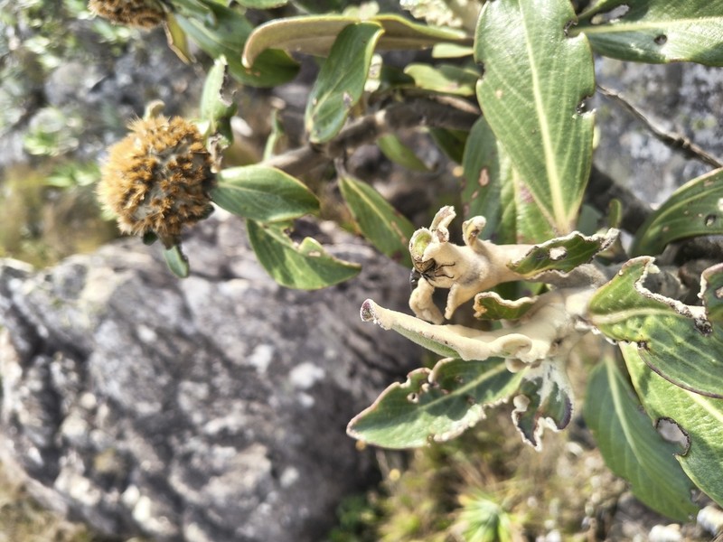 Lychnocephalus tomentosus