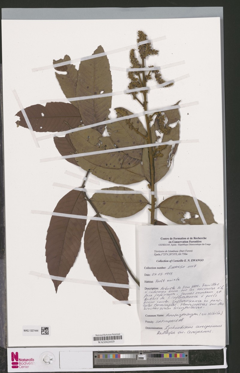 Lychnodiscus cerospermus var. cerospermus