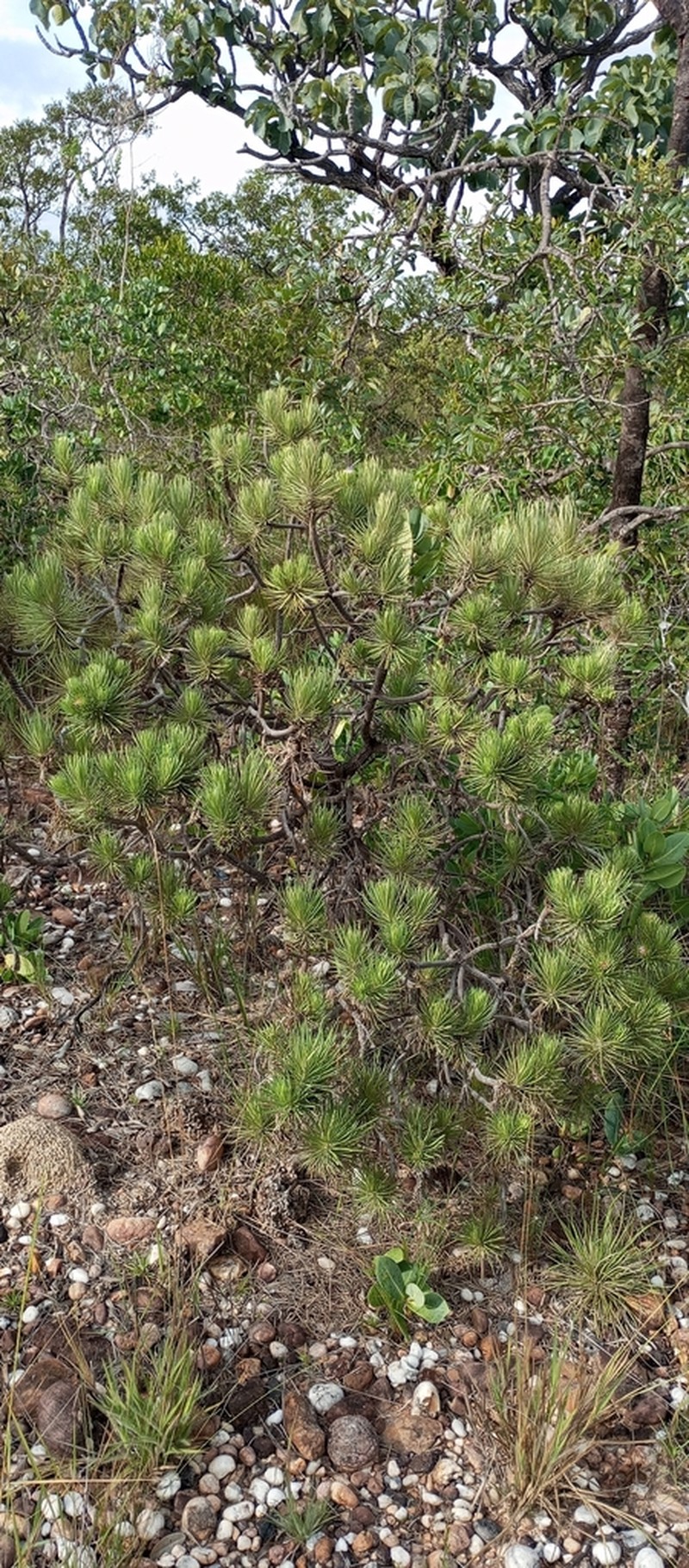 Lychnophora brunioides
