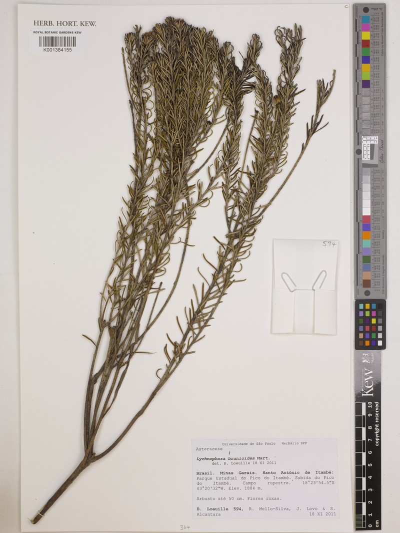 Lychnophora brunioides photo 2