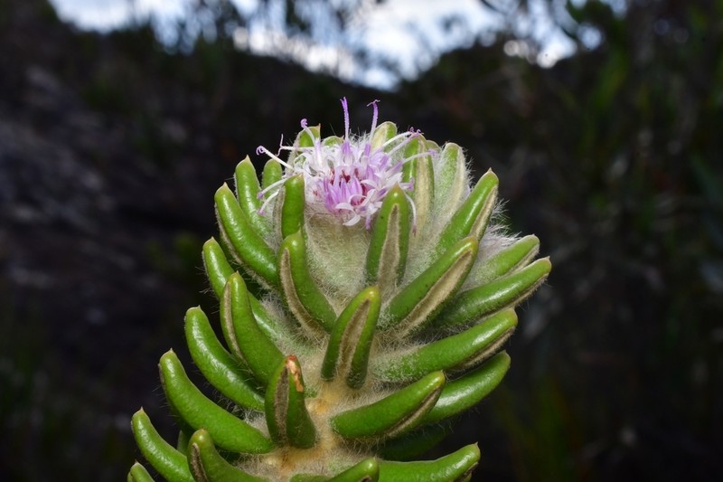 Lychnophora damazioi