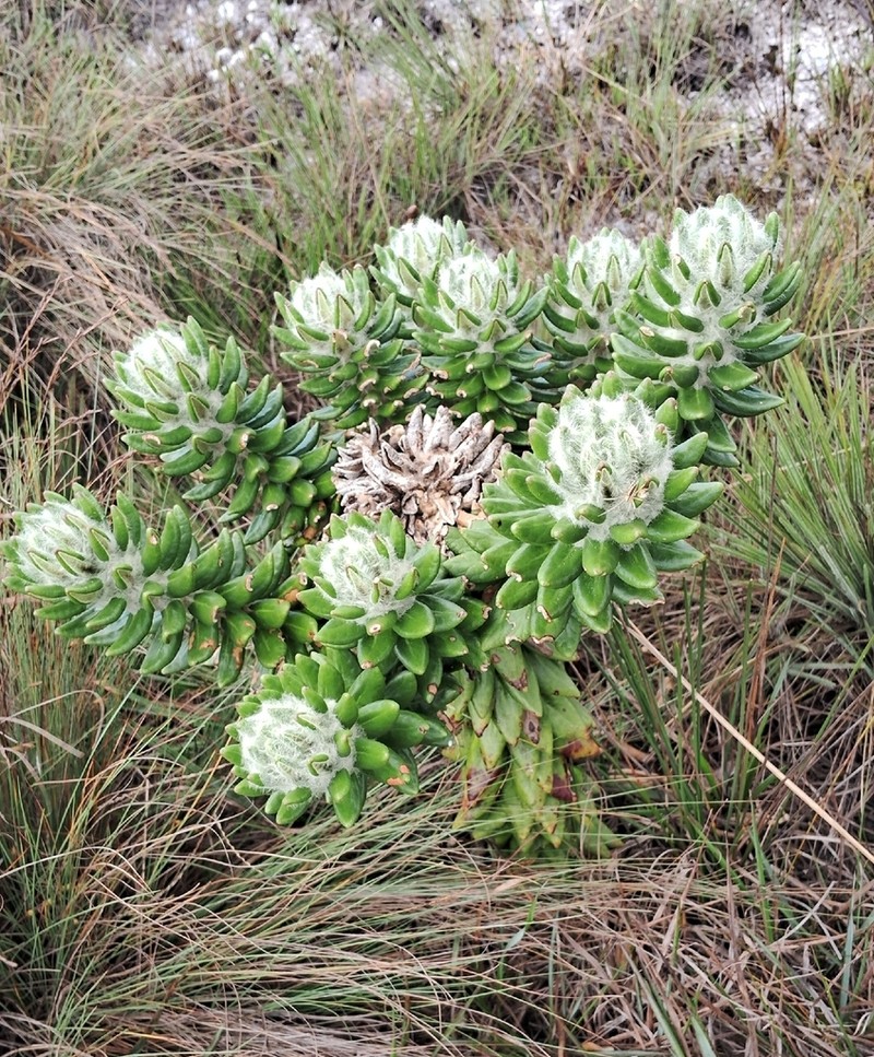 Lychnophora damazioi photo 2