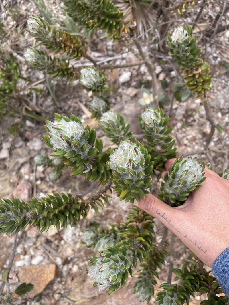 Lychnophora damazioi photo 3