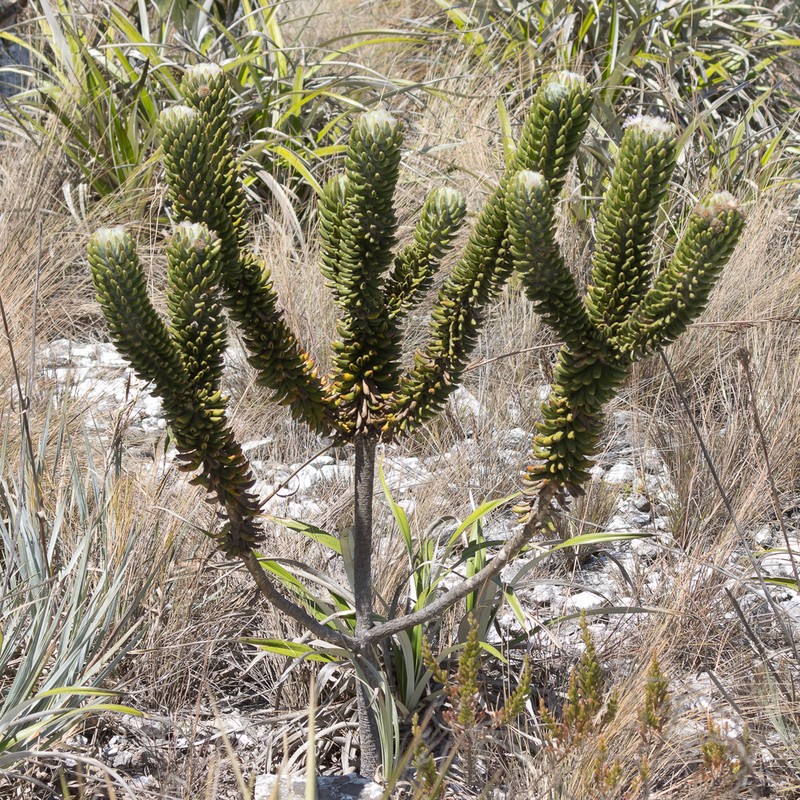 Lychnophora damazioi photo 4