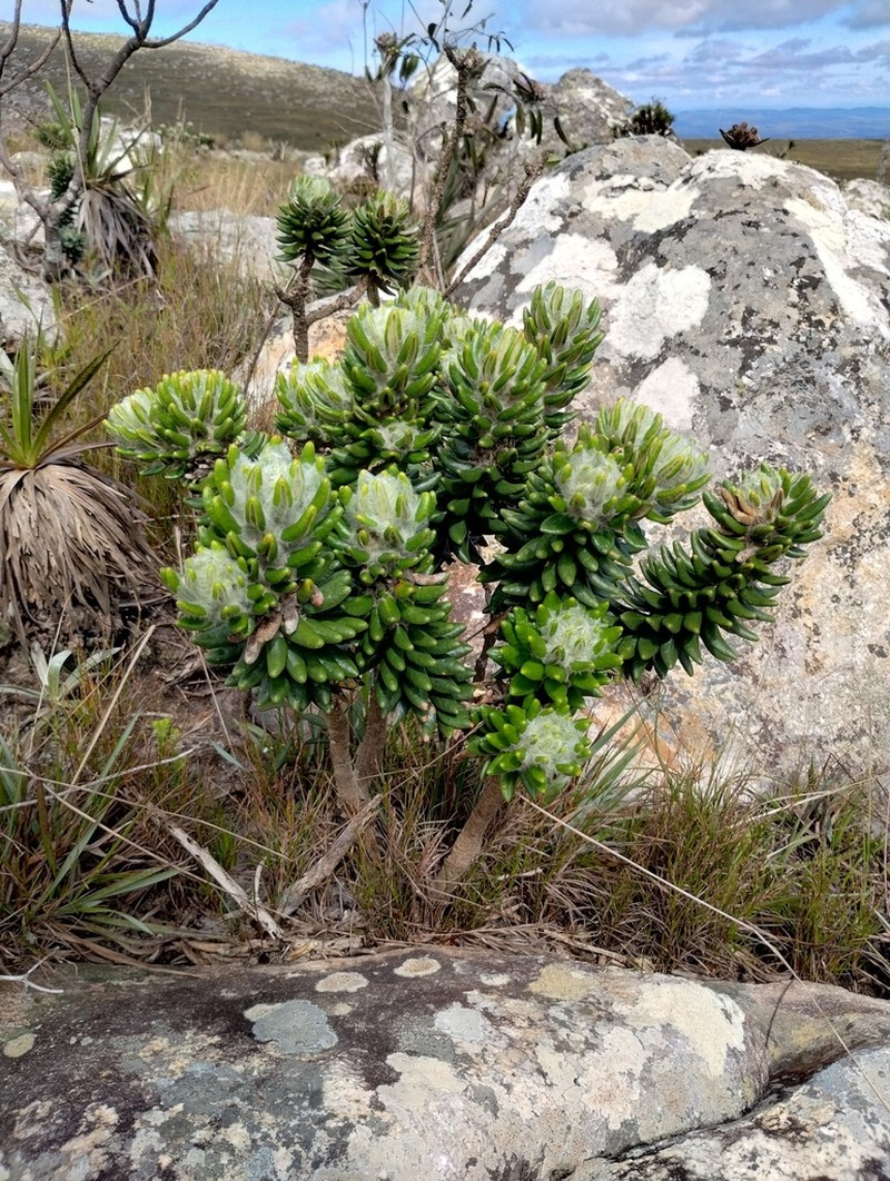Lychnophora damazioi photo 5