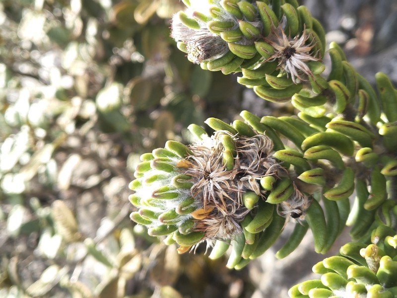 Lychnophora damazioi photo 6