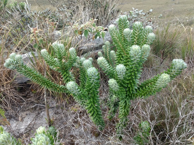 Lychnophora damazioi photo 7