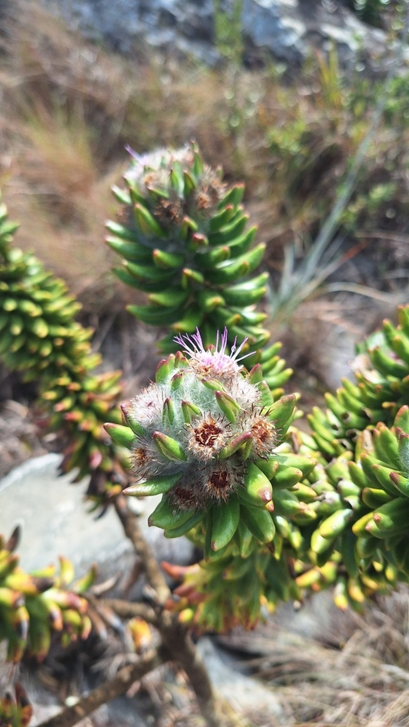 Lychnophora damazioi photo 8