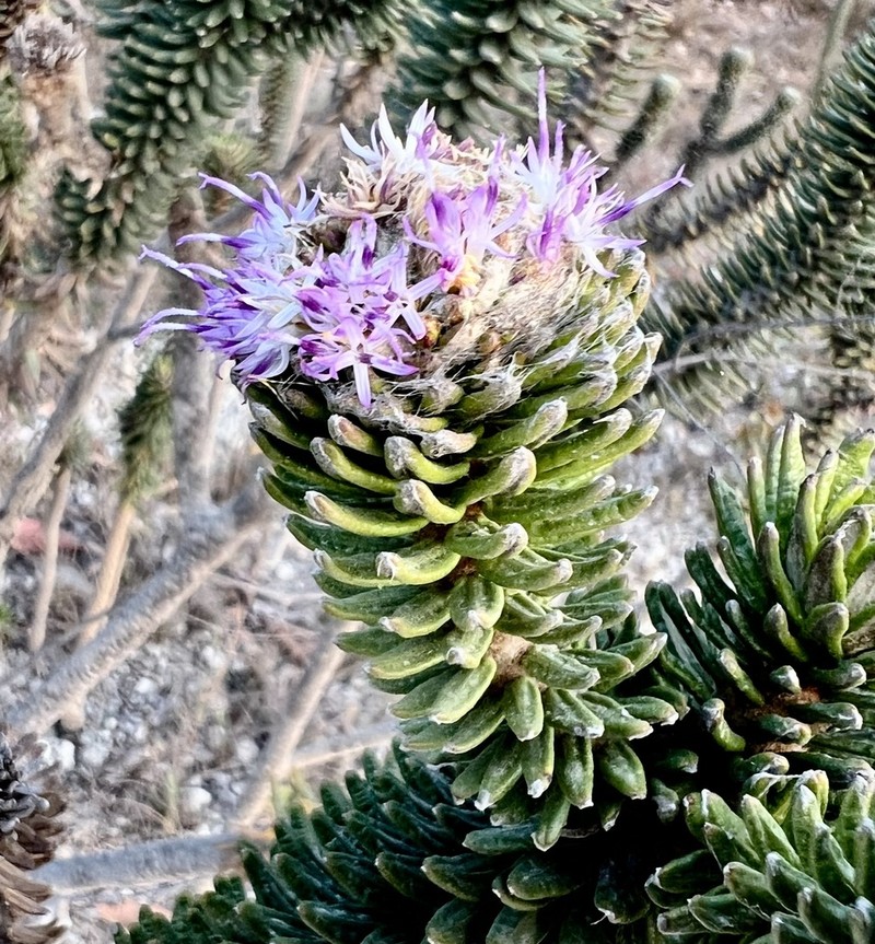 Lychnophora diamantinana