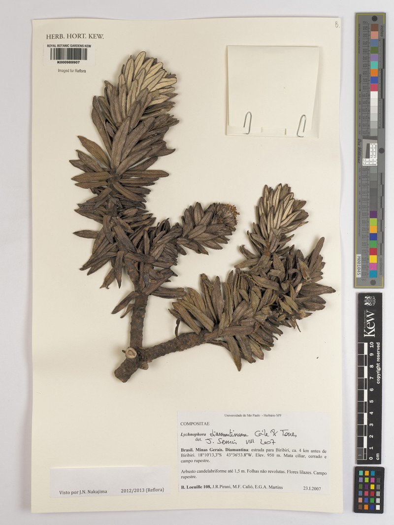 Lychnophora diamantinana photo 2
