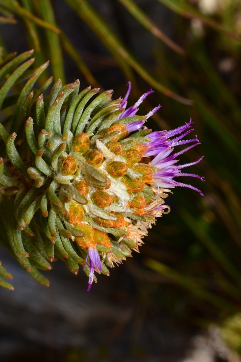 Lychnophora ericoides