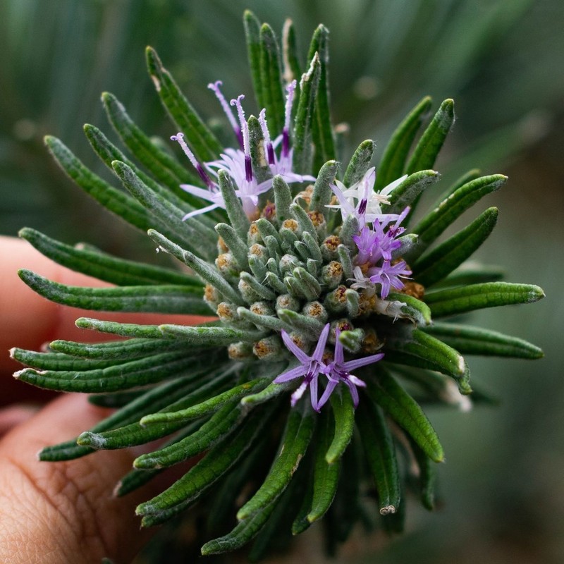 Lychnophora ericoides photo 2