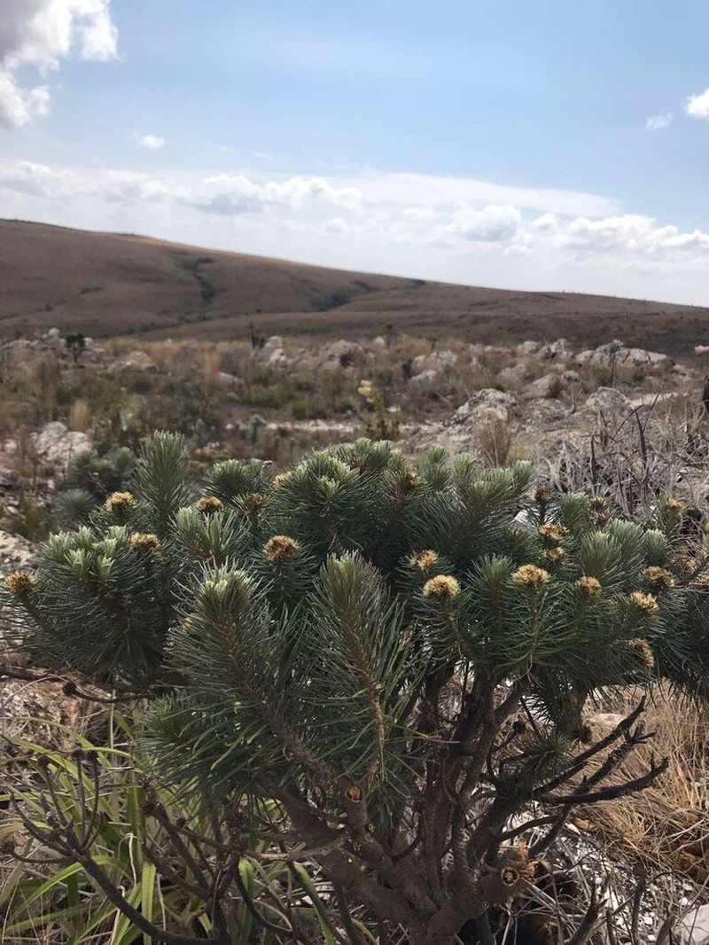 Lychnophora ericoides photo 3