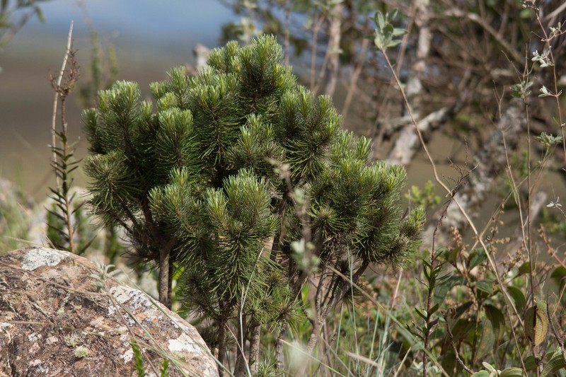 Lychnophora ericoides photo 4