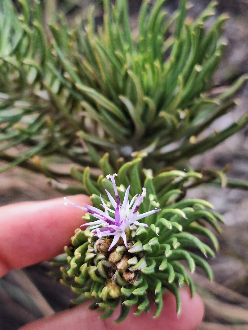 Lychnophora ericoides photo 5
