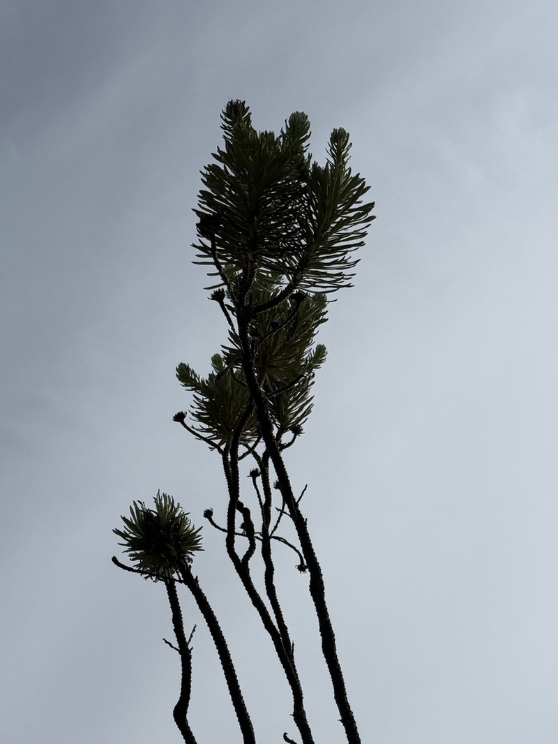 Lychnophora ericoides photo 6