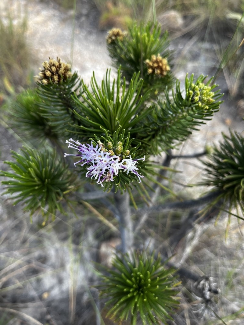Lychnophora ericoides photo 7