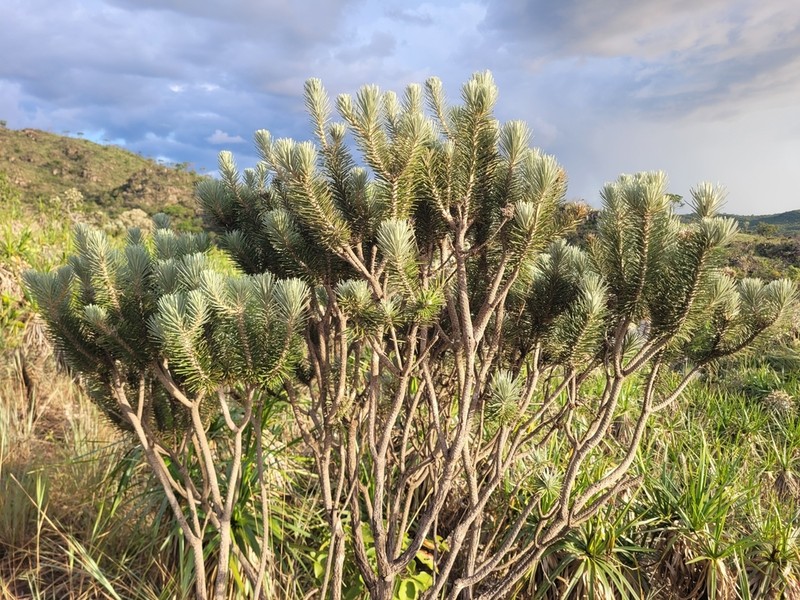Lychnophora ericoides photo 8