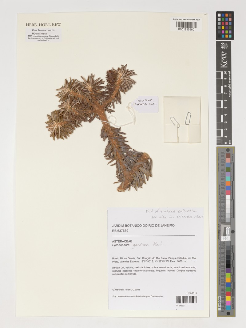 Lychnophora gardneri