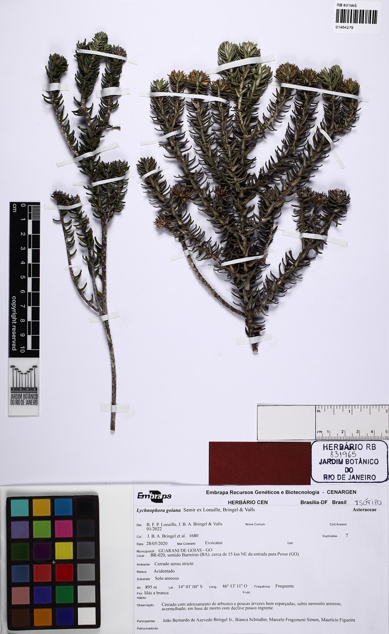 Lychnophora goiana