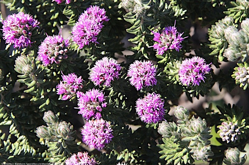 Lychnophora granmogolensis photo 2