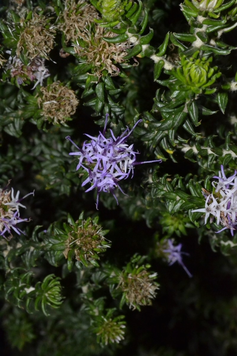 Lychnophora granmogolensis photo 3