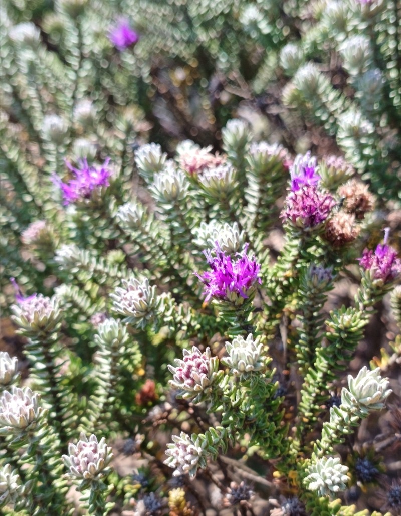 Lychnophora granmogolensis photo 4
