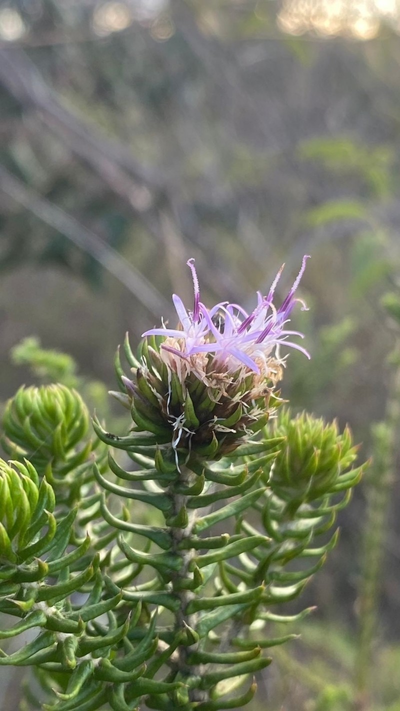 Lychnophora granmogolensis photo 5
