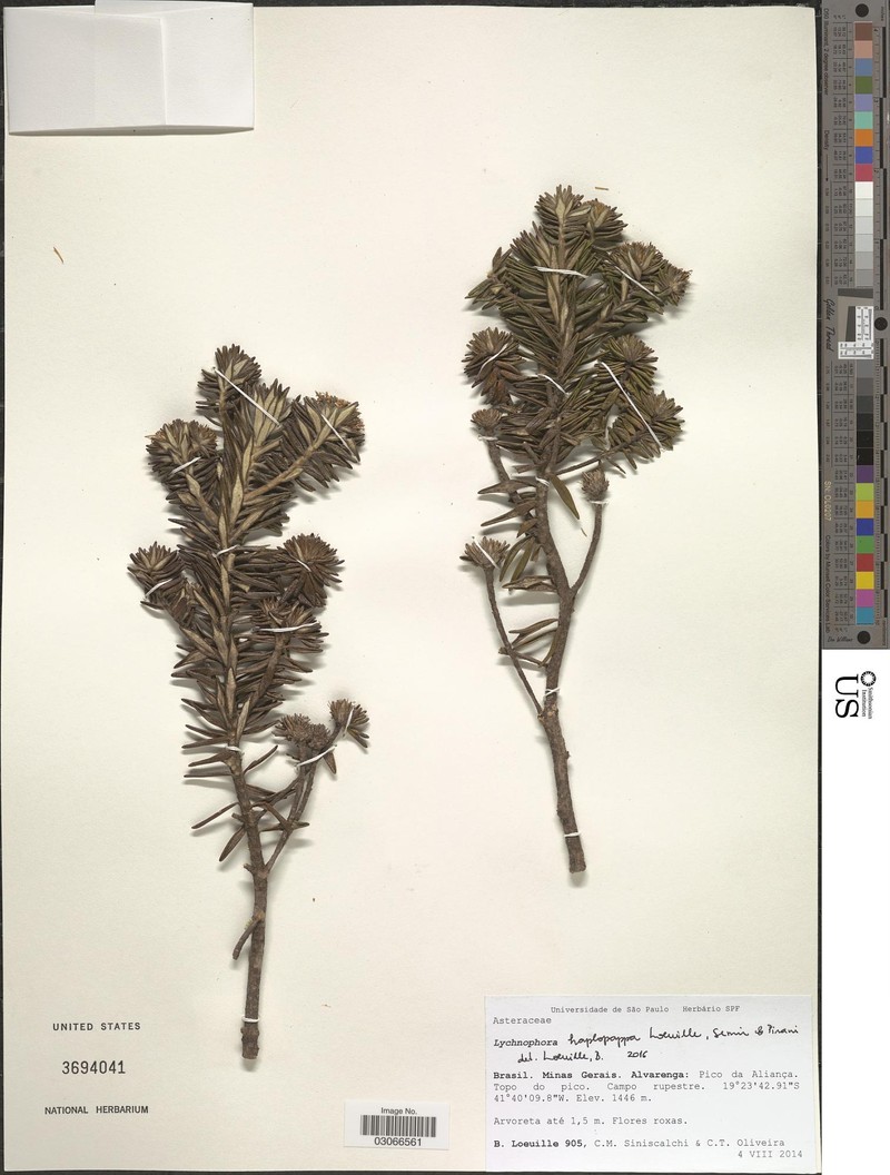 Lychnophora haplopappa
