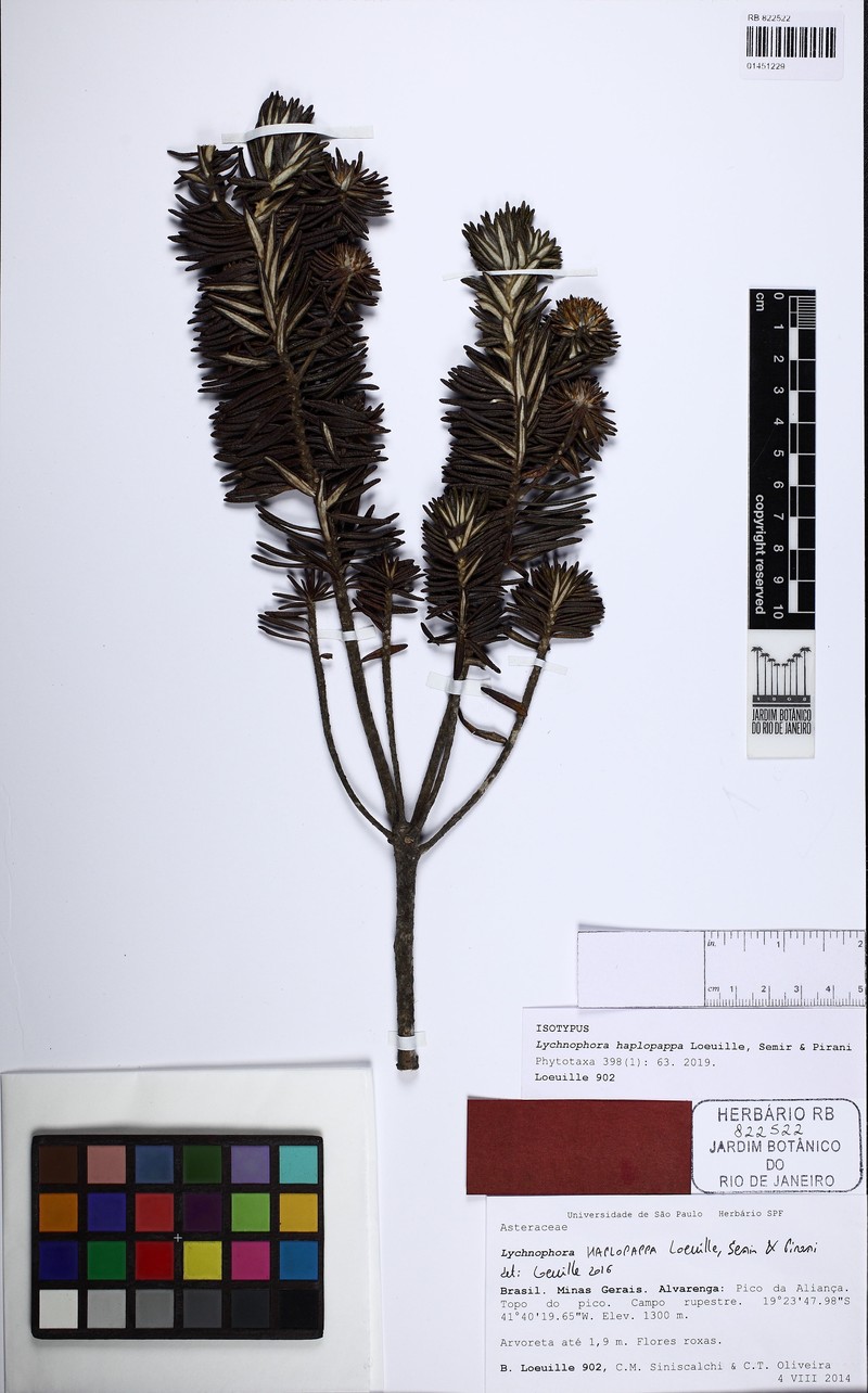 Lychnophora haplopappa photo 2