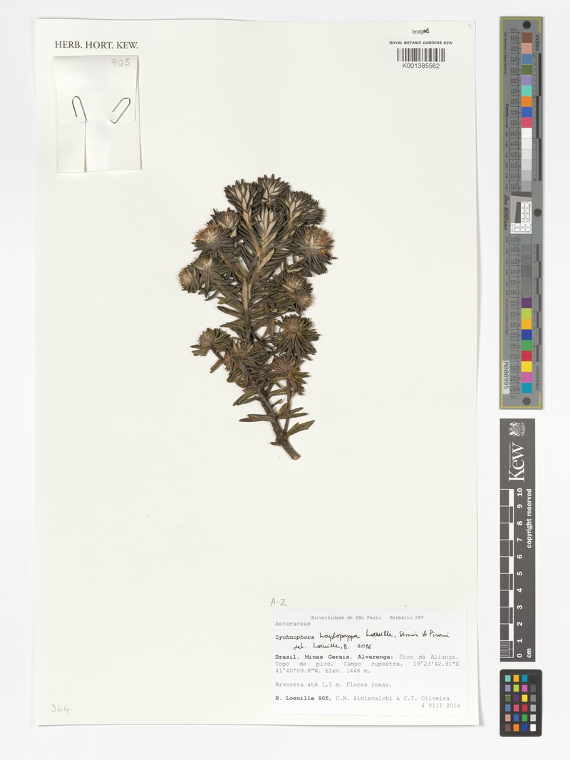 Lychnophora haplopappa photo 3