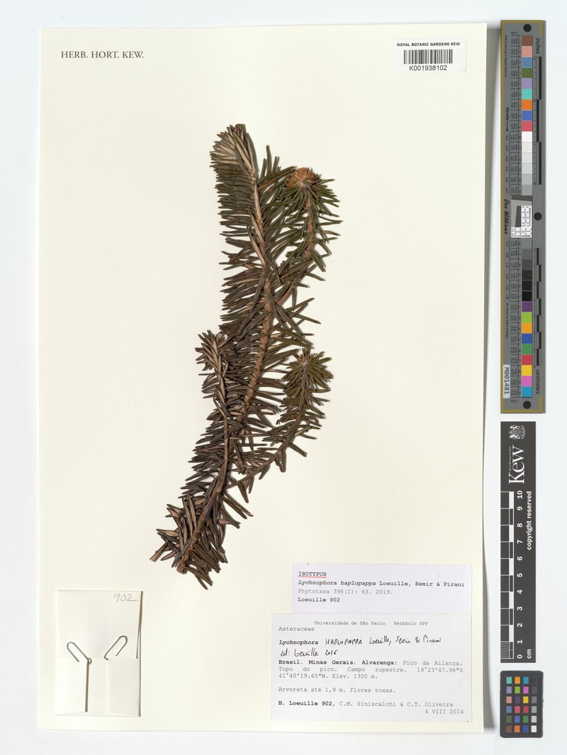 Lychnophora haplopappa photo 4