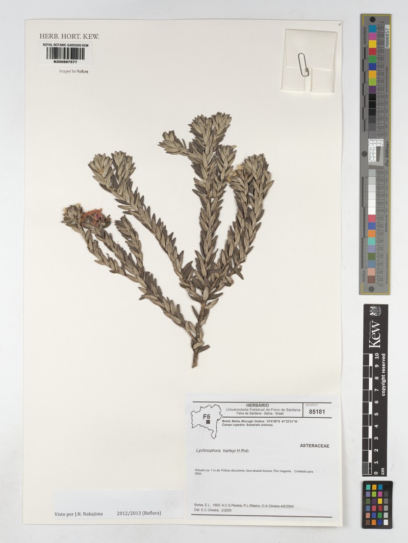 Lychnophora harleyi