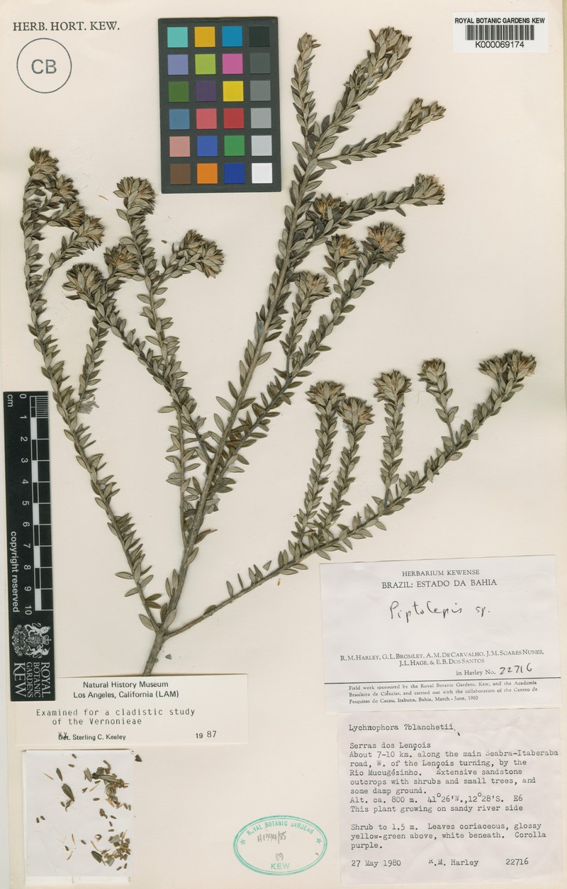 Lychnophora harleyi photo 2