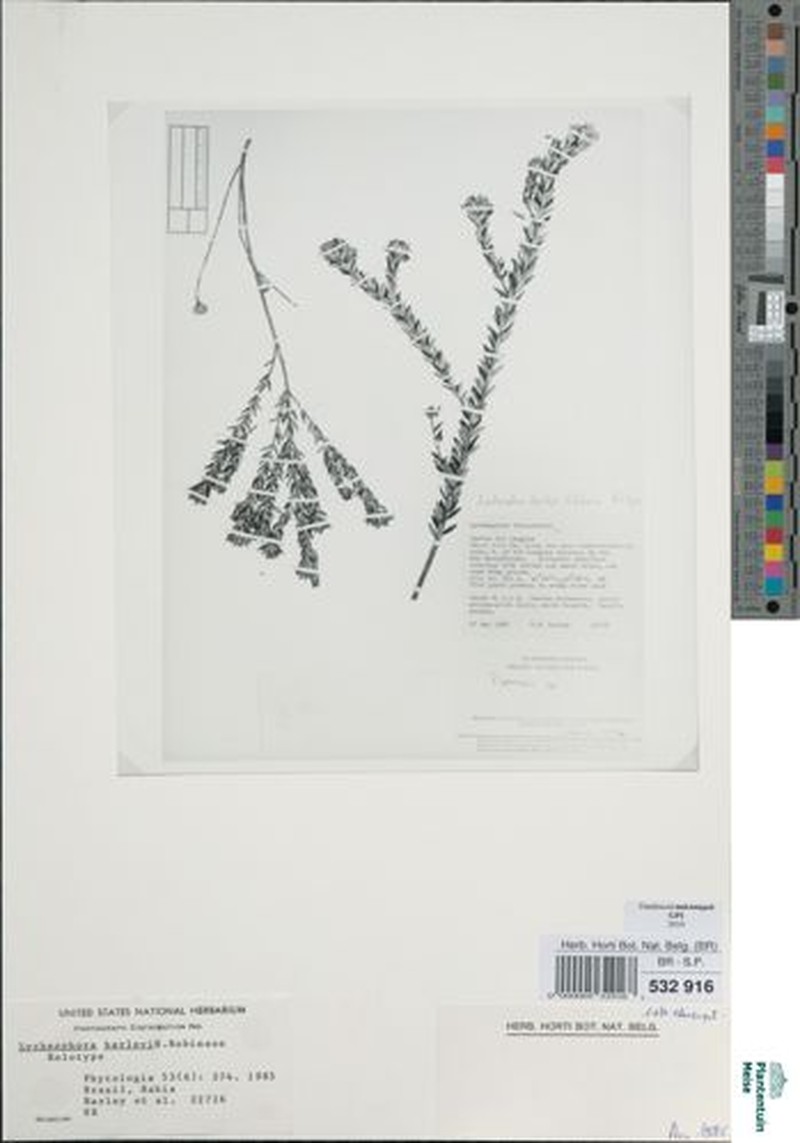 Lychnophora harleyi photo 3