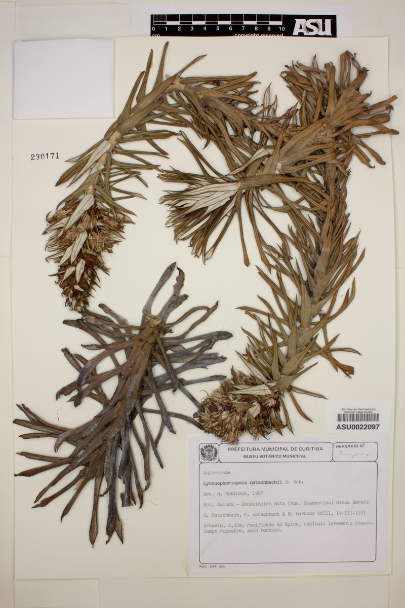 Lychnophora hatschbachii