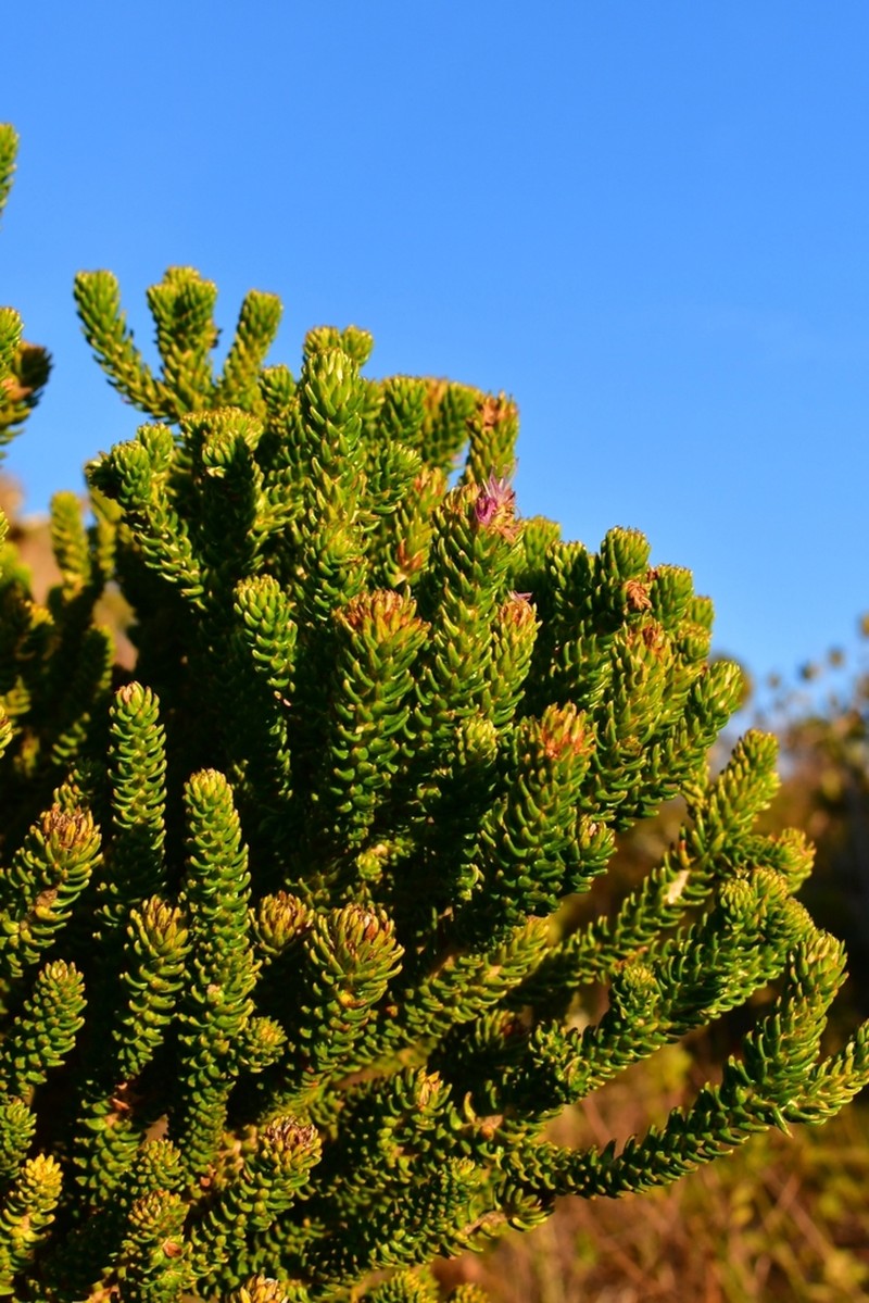 Lychnophora nanuzae
