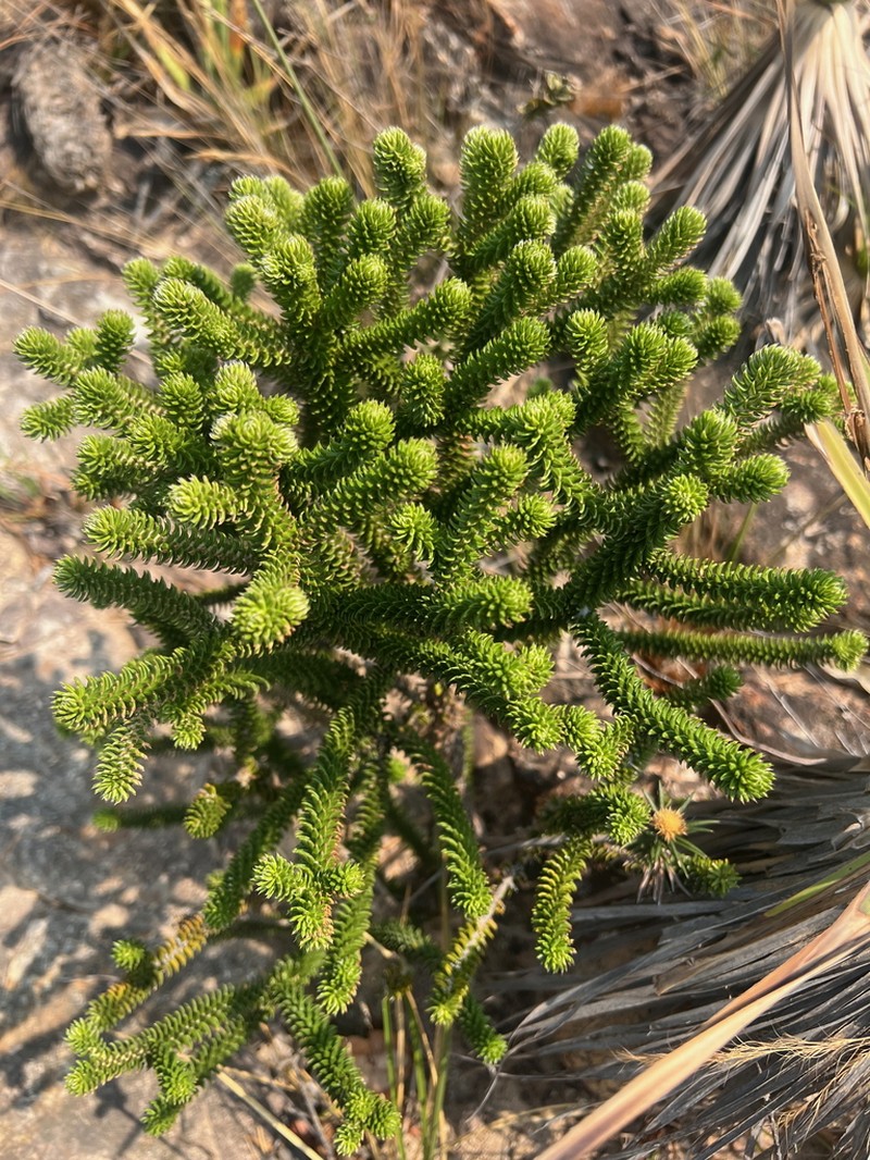 Lychnophora nanuzae photo 2