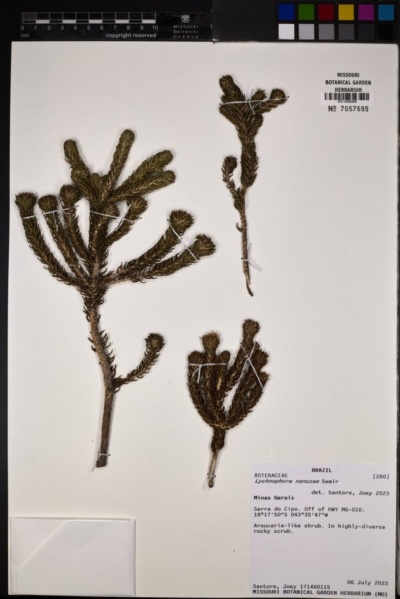 Lychnophora nanuzae photo 3