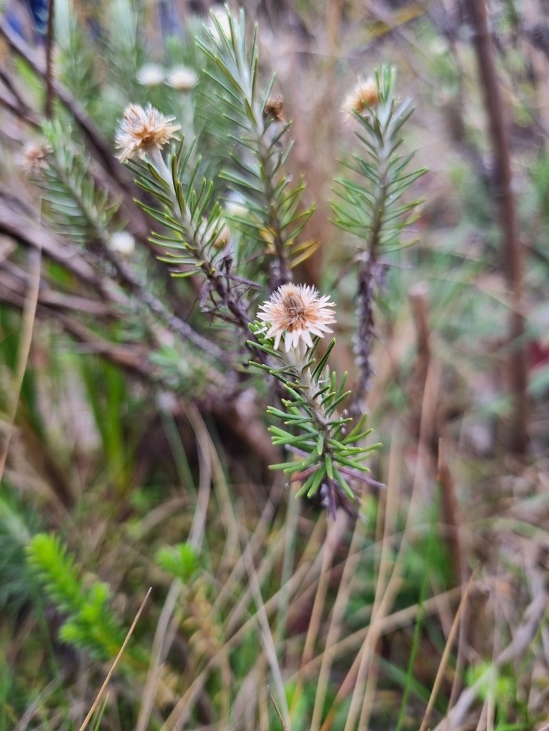Lychnophora passerina