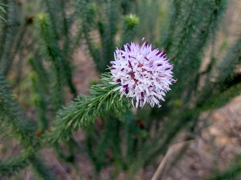 Lychnophora passerina photo 2