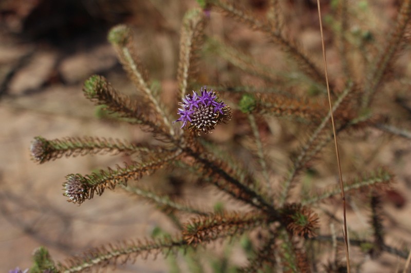 Lychnophora passerina photo 3