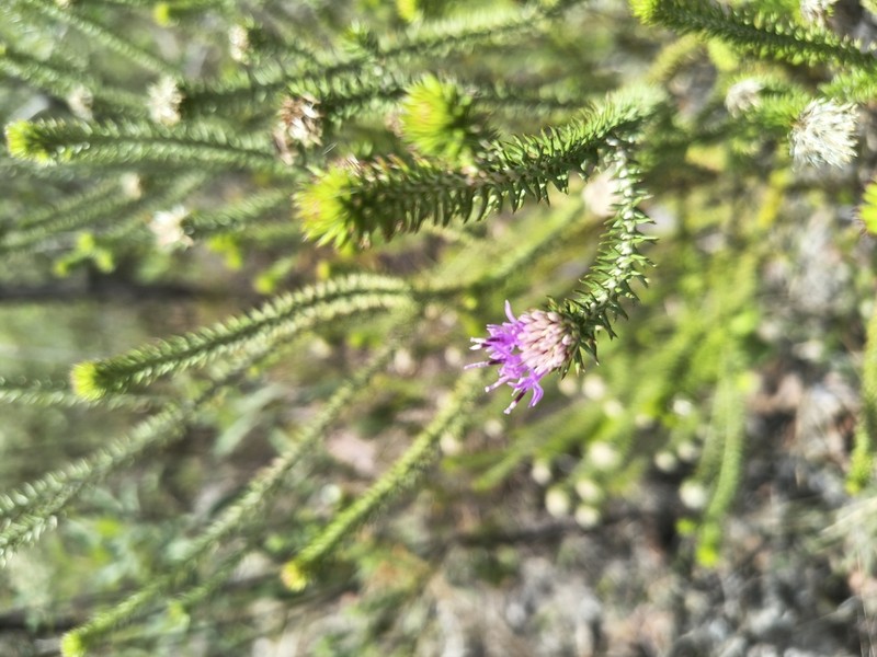 Lychnophora passerina photo 4